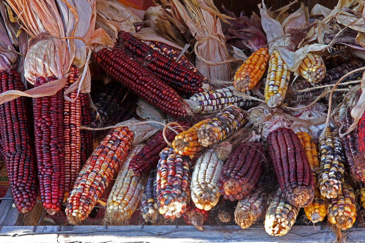 Corn