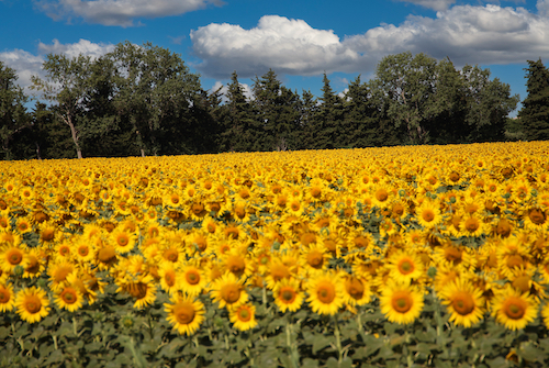 Field of flowers